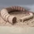 Dune Flexi Sandworm