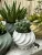 Twisted Plant Pot Collection (5 varieties)